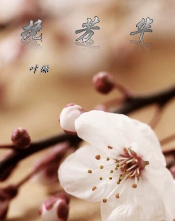 （死神同人）挽芳华